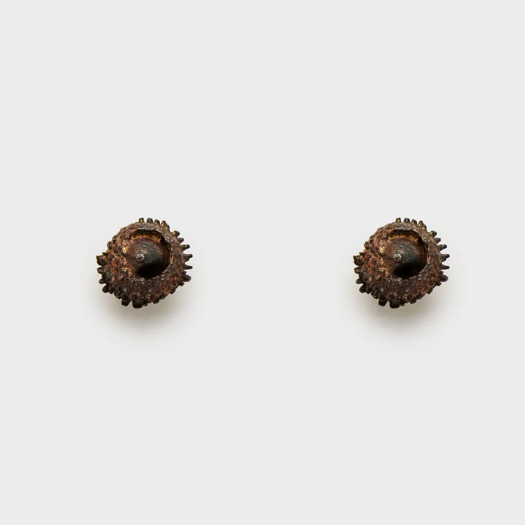 Water oak nut - stud earrings - silver 925 - rainbow patina